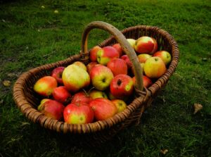 Fruit Picker Job in Canada